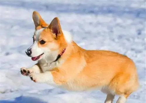 柯基犬怎么训练(柯基犬怎么训练握手)