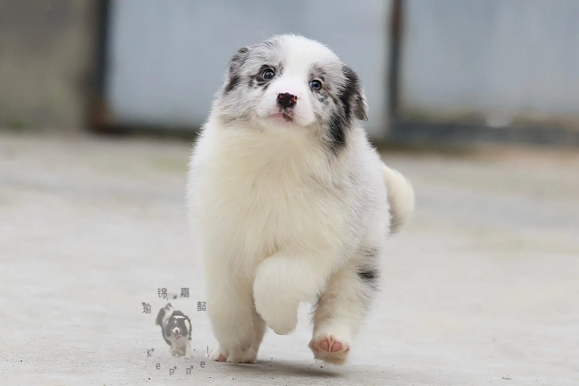 陨石边境牧羊犬价格(陨石边境牧羊犬图片大全)