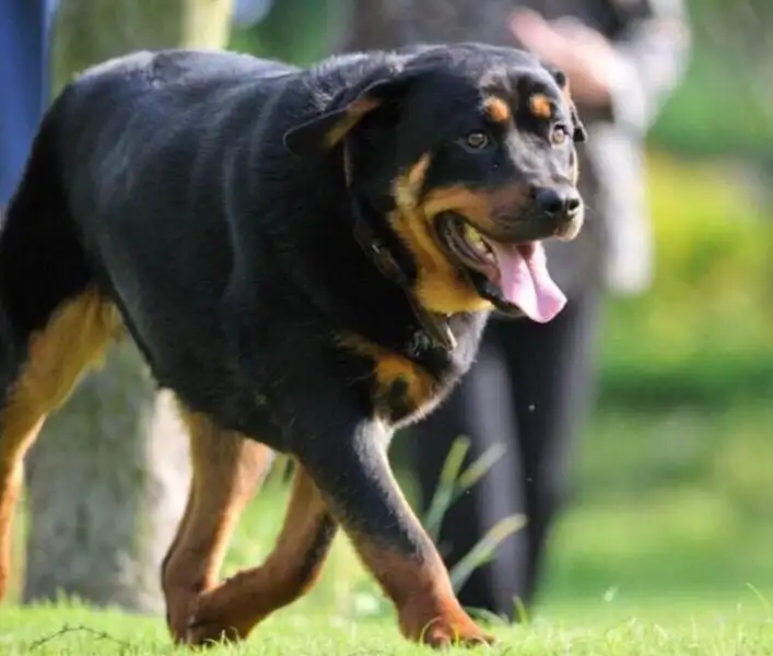 护卫犬有哪些(十大护卫犬排行榜)