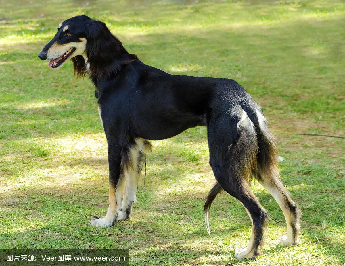 萨路基犬(萨路基犬的特点)