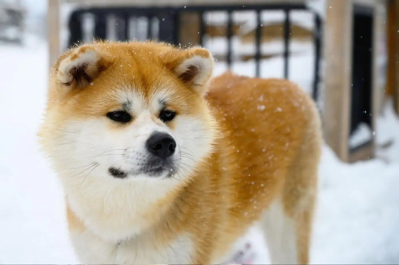 秋田犬好养吗(秋田犬好养吗视频)