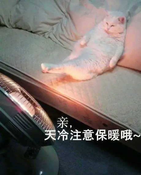 猫爪热(猫爪热是什么病)