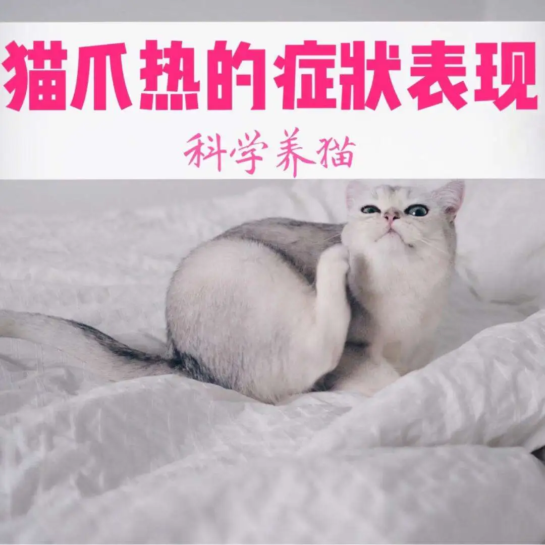 猫爪热(猫爪热是什么病)