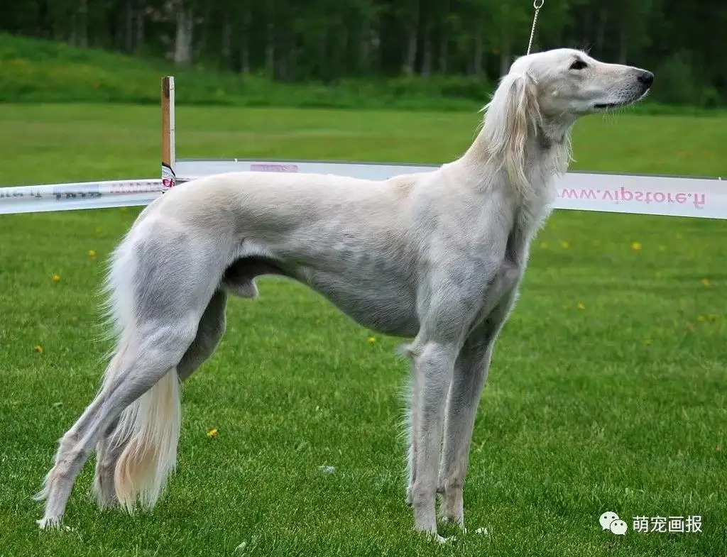 萨路基犬(萨路基犬的特点)