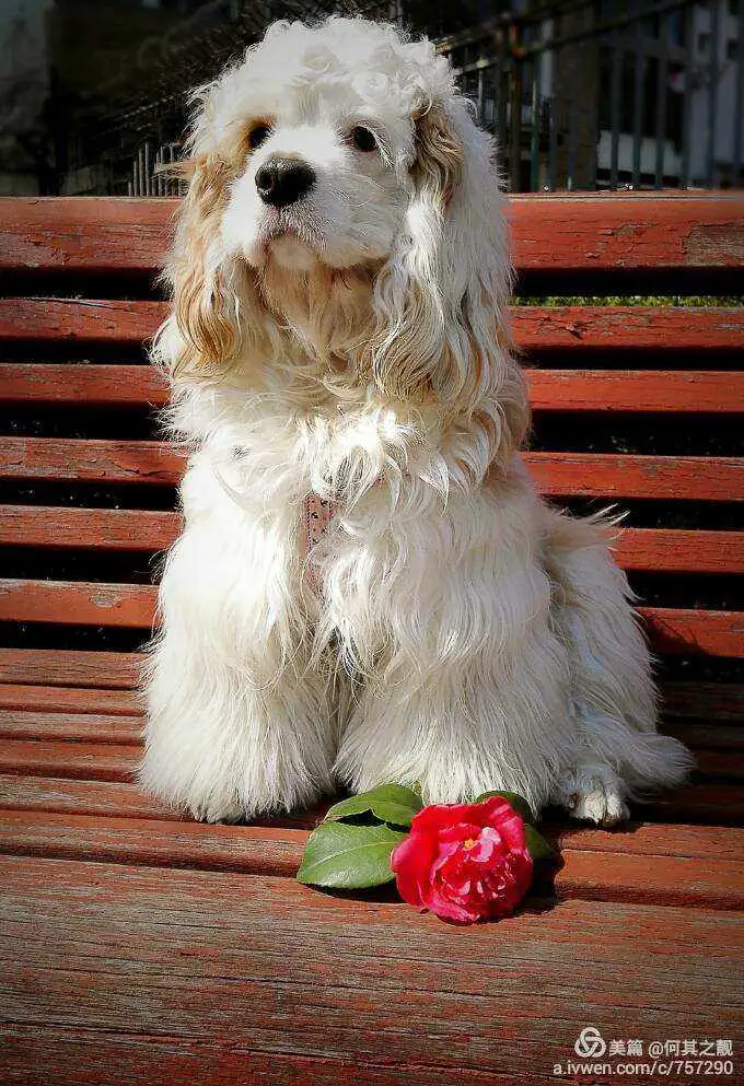 美卡犬(美卡犬优缺点适合什么人养)