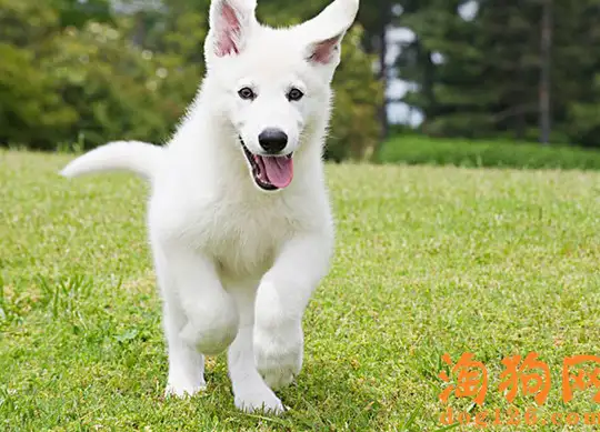 银狐犬和萨摩的区别(银狐犬和萨摩的区别在哪)