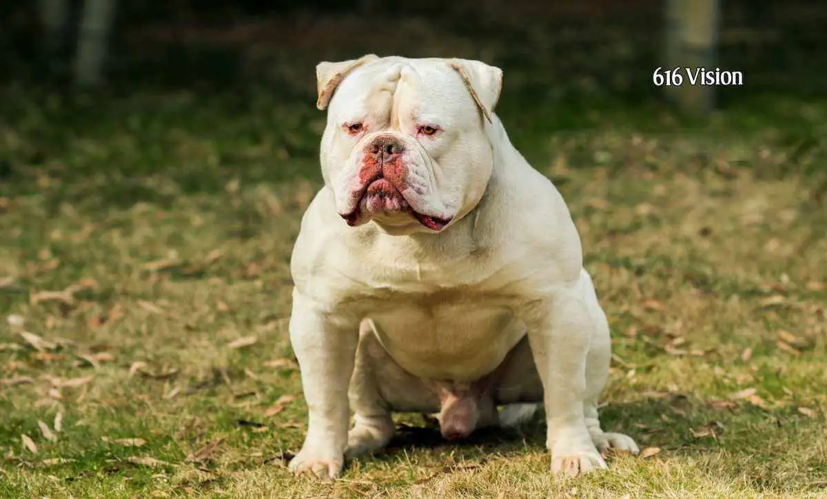 斗牛犬性格(斗牛犬性格温顺吗)