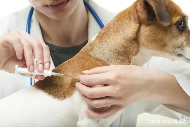 犬瘟热如何治疗(犬瘟热如何治疗效果好)