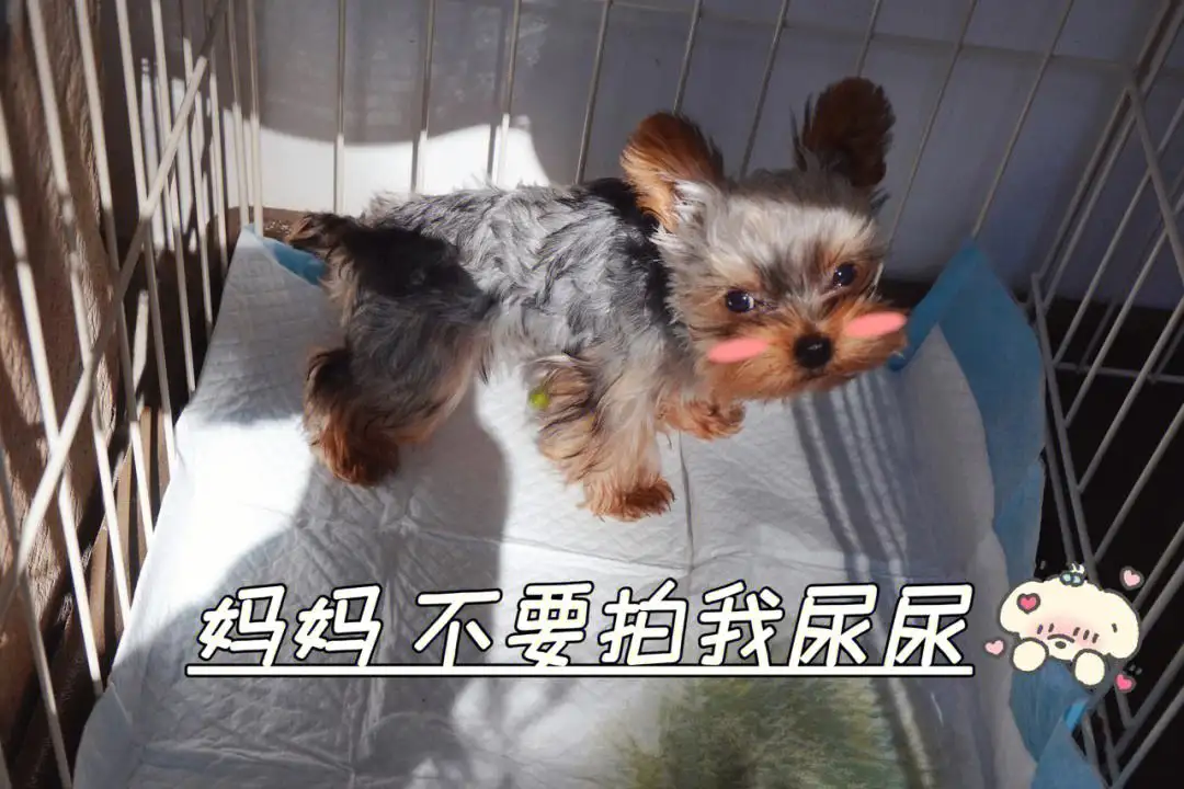 萌犬便便便(萌犬便便便游戏怎么了)