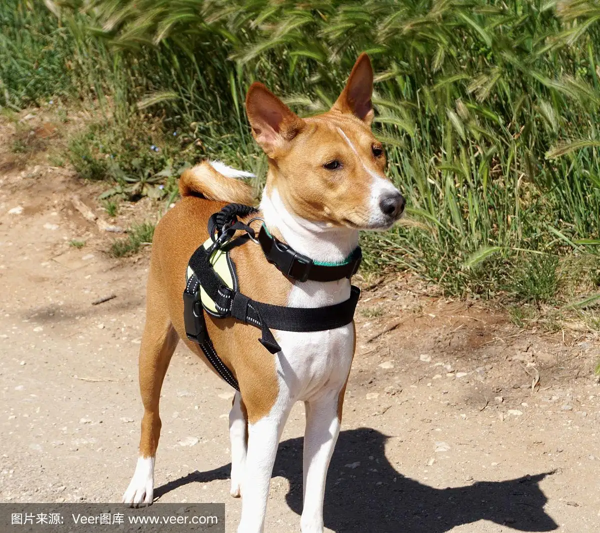 巴仙吉犬(巴仙吉犬价格)