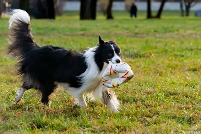 边境牧羊犬训练教程(边境牧羊犬训练教程图片)