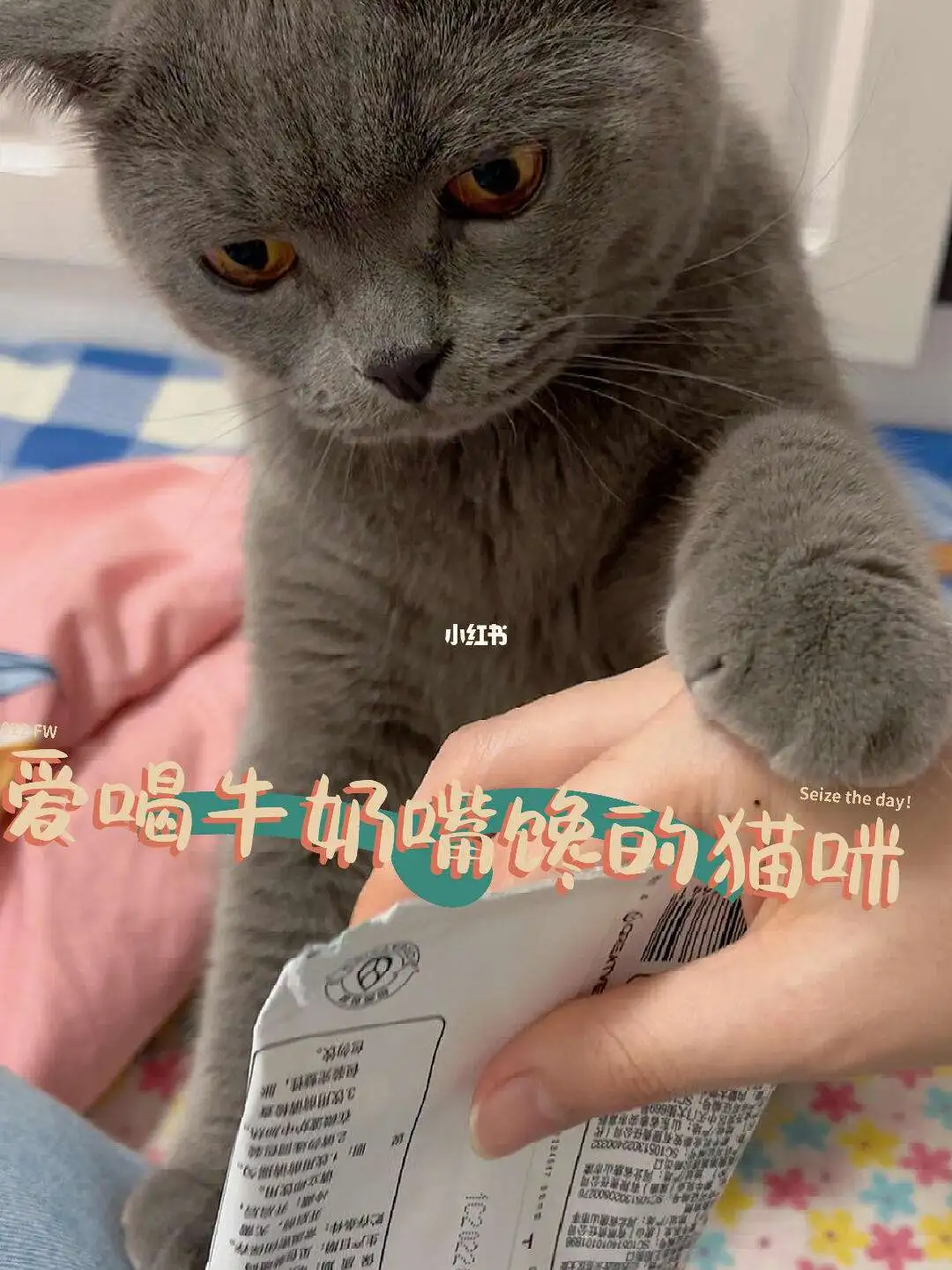 猫咪爱牛奶(我家猫爱喝牛奶)