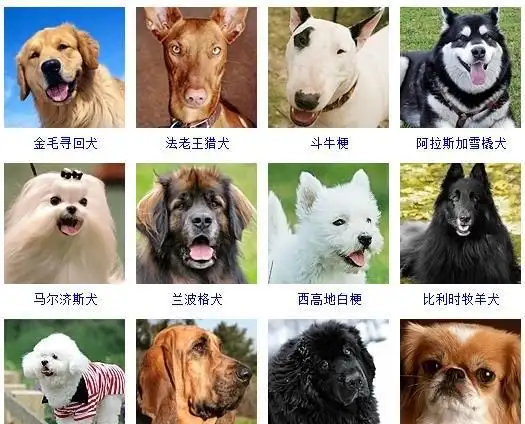 小型宠物犬品种大全(宠物小型犬有哪些品种)