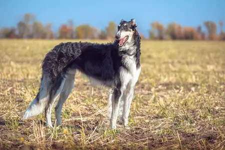 苏俄猎狼犬(苏俄猎狼犬智商排名)