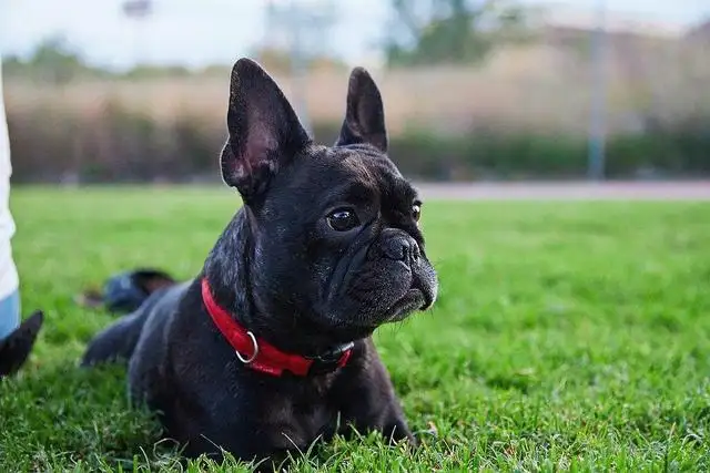 斗牛犬性格(斗牛犬性格有什么缺点)