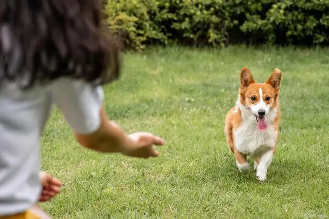 怎么训练柯基犬(怎么训练柯基犬视频)