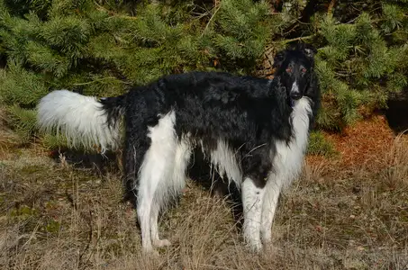 苏俄猎狼犬(苏俄猎狼犬智商排名)