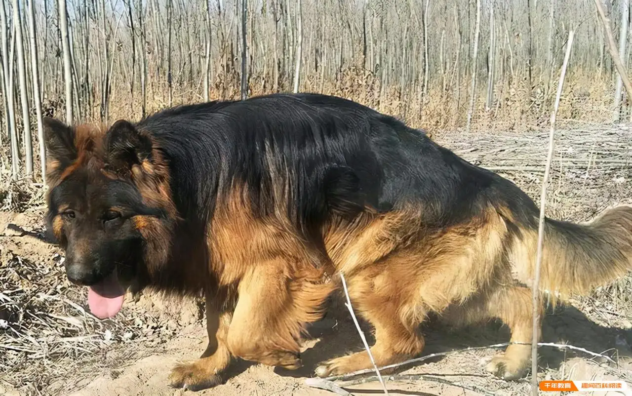 我家狗狗卡在里面痛怎么办(我家狗狗卡在里面痛怎么办医生)