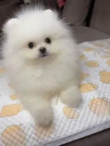 博美犬好养吗(博美犬好养吗新手怎么养)