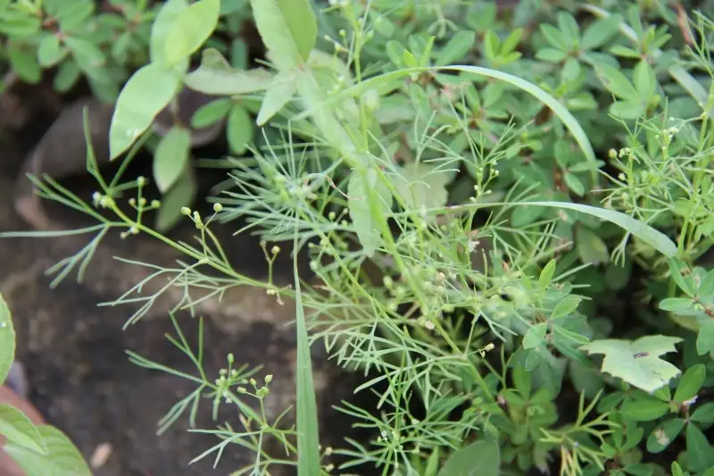 细叶水芹(细叶水芹菜)