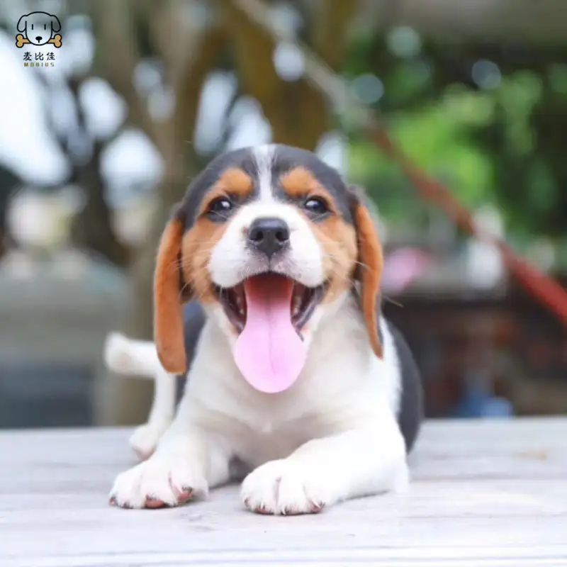 中小型犬(中小型犬一天喂几次)