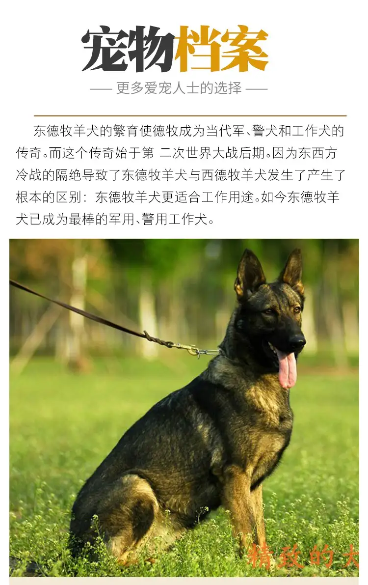 北京德国牧羊犬(北京德国牧羊犬出售)