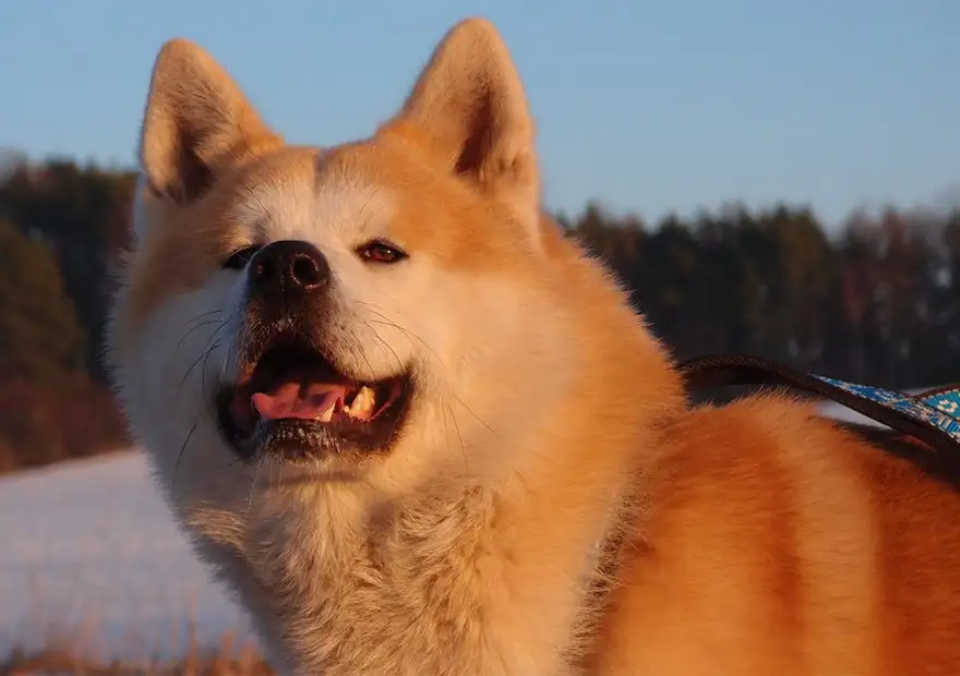 秋田犬八千(秋田犬有多贵)