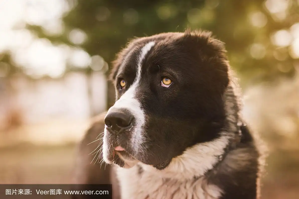 阿拉拜犬(阿拉拜犬和中亚牧羊犬的区别)