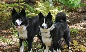 卡南犬(卡南犬黑白色)