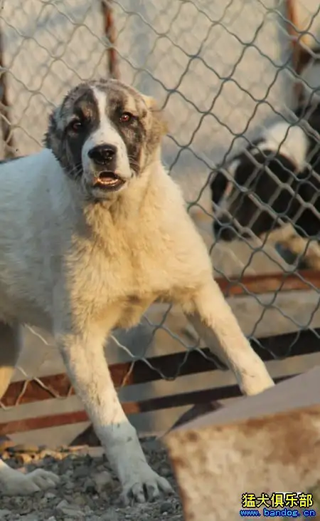 阿拉拜犬(阿拉拜犬和中亚牧羊犬的区别)