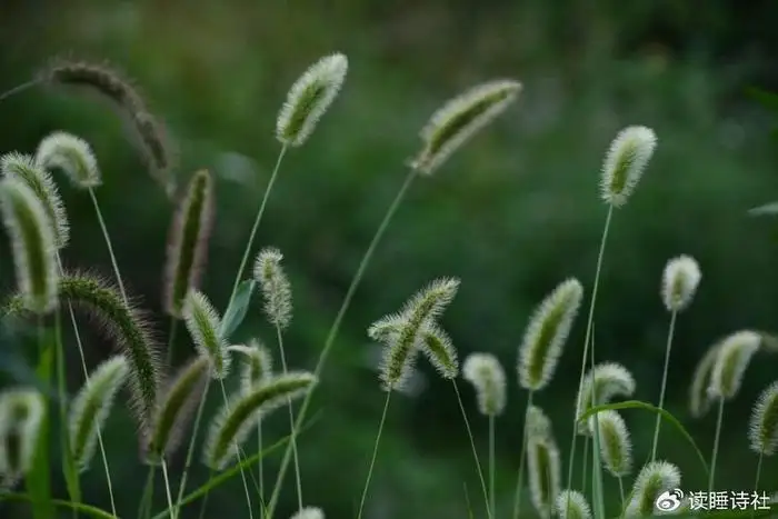 春叫(有一种青春叫)