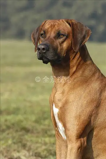 罗德西亚脊背犬(罗德西亚脊背犬狩猎视频)