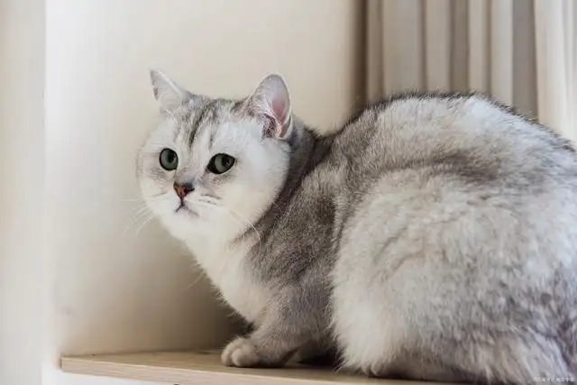 小猫长成大猫属于(小猫长成大猫属于什么生物特征)