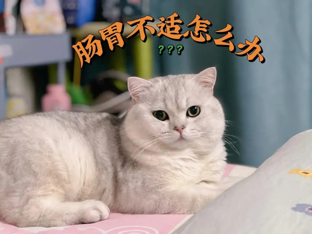 猫食欲不振(猫食欲不振精神萎靡的原因)