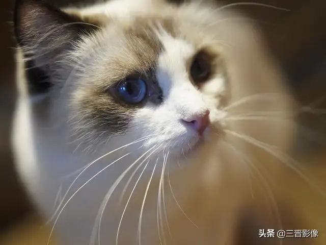 特别的猫(特别的猫经典语录)