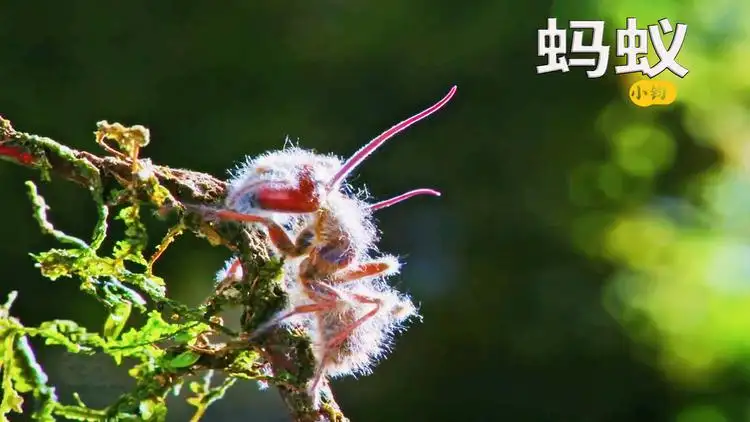 蚂蚁僵尸(蚂蚁僵尸图片)