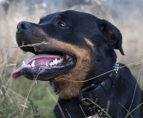 灵堤犬(灵堤犬每时多少公里)