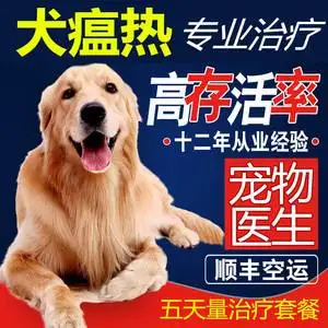 犬瘟热的治疗(犬瘟热怎么自己治疗)