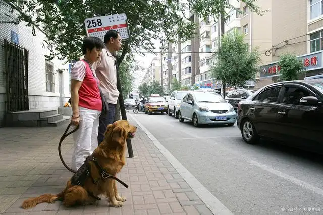 导盲犬是怎么分辨红绿灯的(导盲犬是怎么分辨红绿灯的蚂蚁庄园)