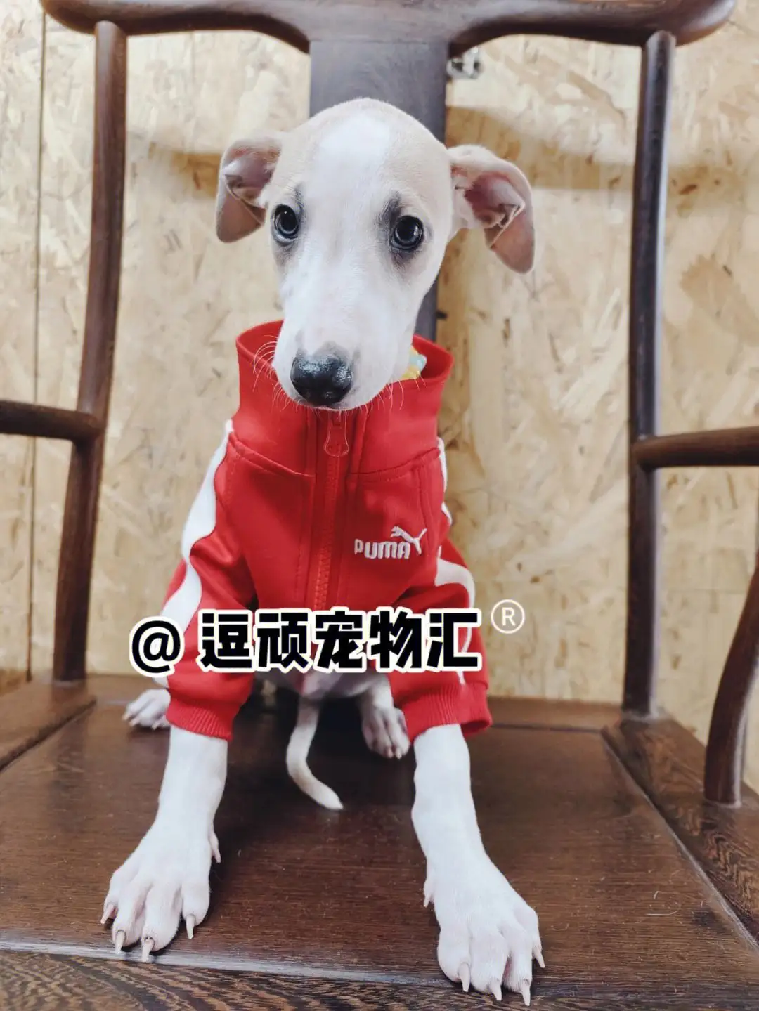 比特犬吧(比特犬 知乎)