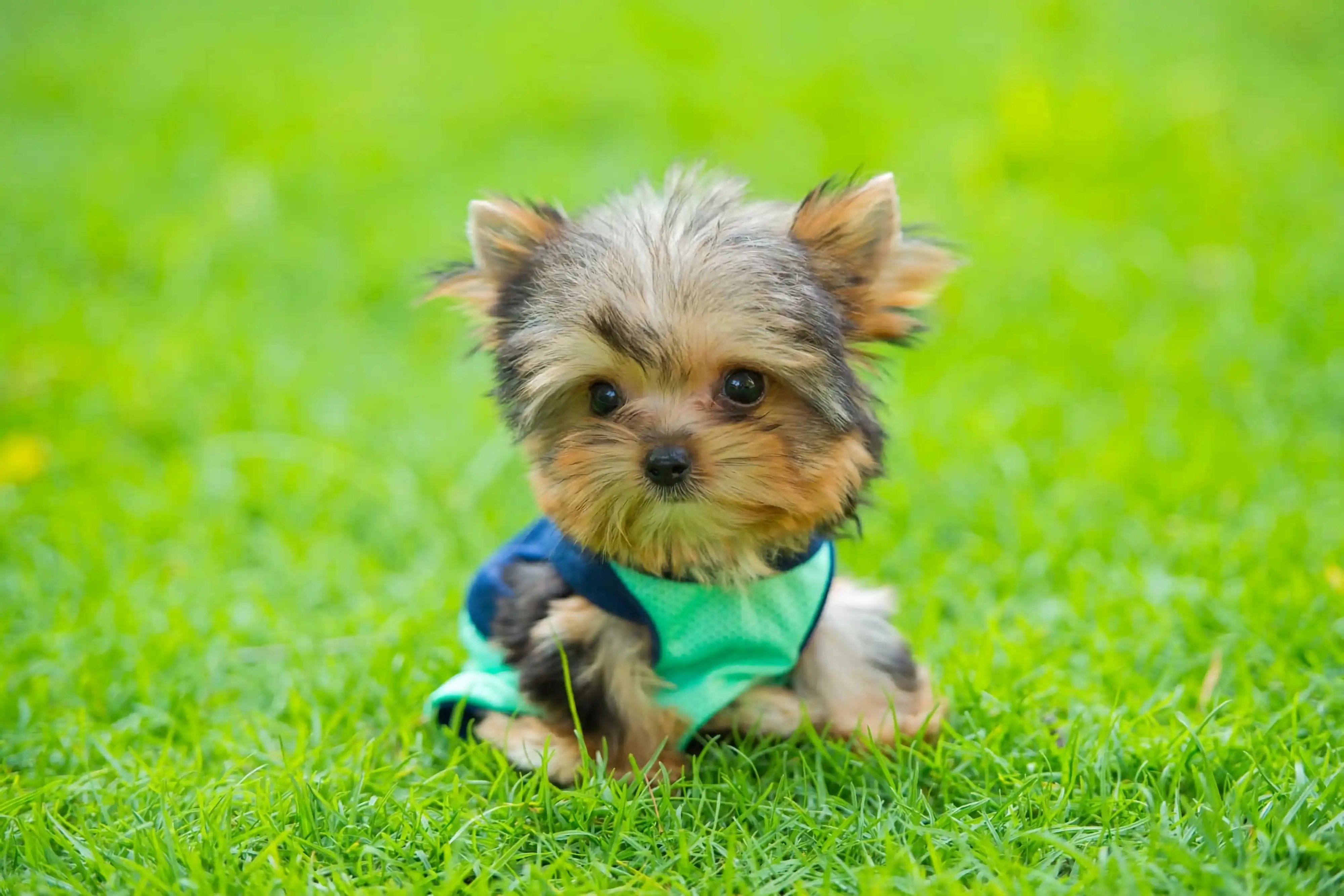 博美茶杯犬价格(博美茶杯犬好养吗怎么养)