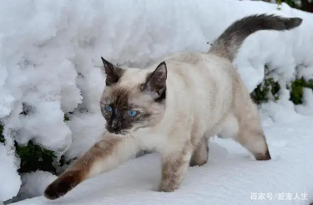 雪鞋猫(雪鞋猫吃什么)