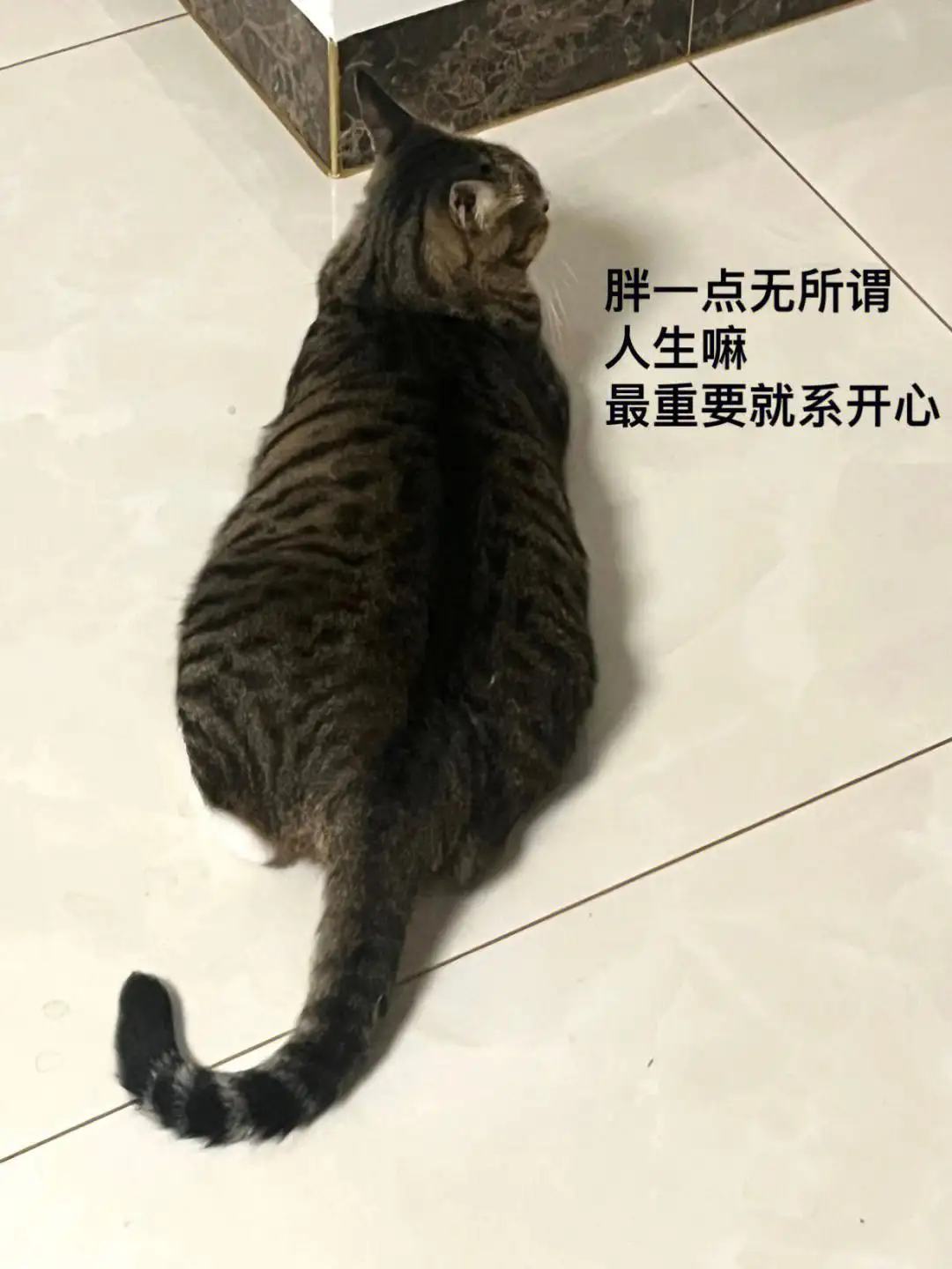 猫言猫语(猫言猫语漫画图片)