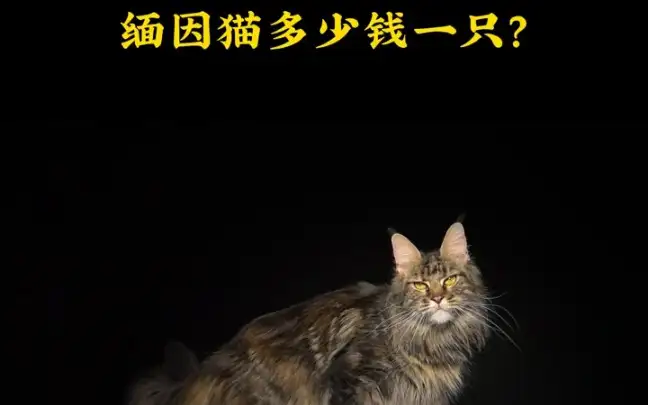 加州闪亮猫(加州闪亮猫是加菲猫么)