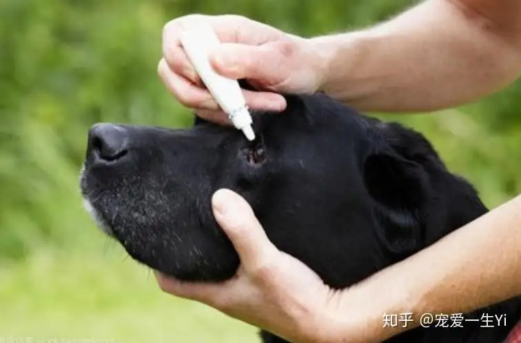 犬瘟能治好吗(狗狗得了犬瘟能治好吗)