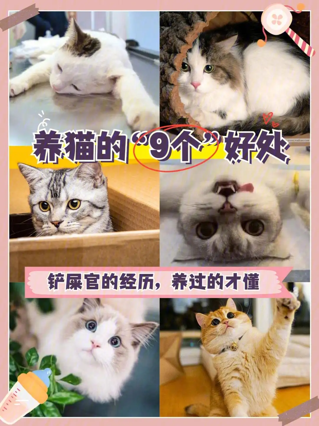 养猫的好处(农村养猫的好处)