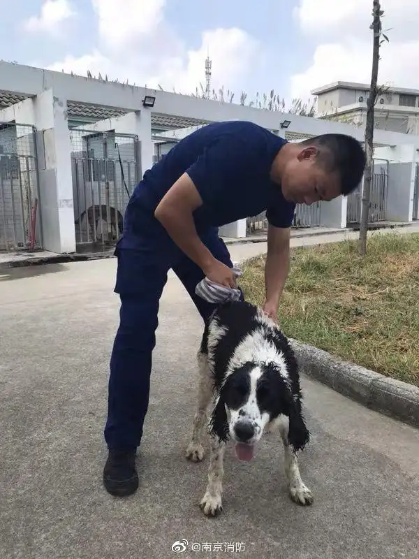 汶川搜救犬为什么全部处死(汶川搜救犬为什么全部处死呢)