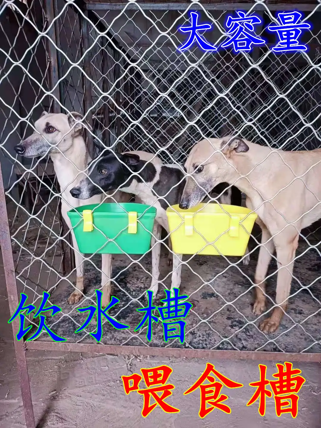 金毛犬的喂养(金毛犬喂养注意事项)