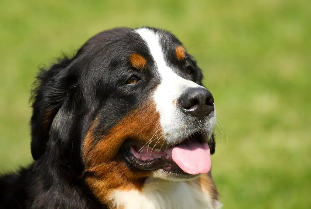 瑞士伯恩山犬(瑞士伯恩山犬中国能养吗)