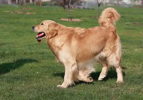 金毛吃什么对毛好(金毛犬吃什么对毛发好)